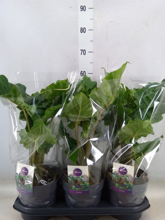 <h4>Alocasia  'Low Rider'</h4>