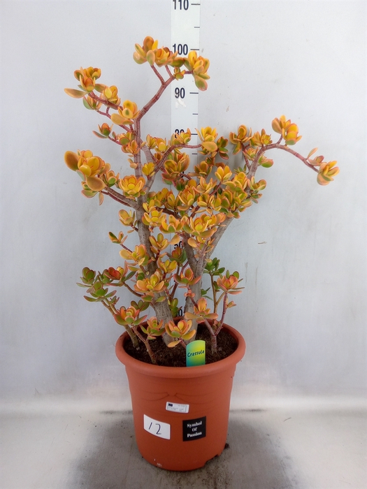 <h4>Crassula ovata 'Sunset'</h4>