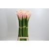 Zantedeschia Eydolls Salmon