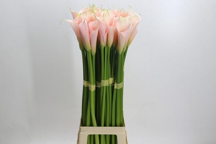 <h4>Zantedeschia Eydolls Salmon</h4>