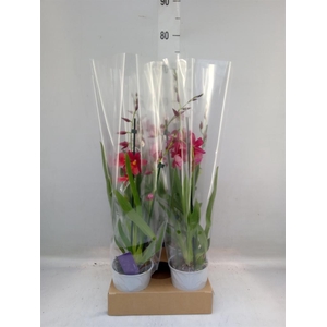 Burrageara  'Nelly Isler'