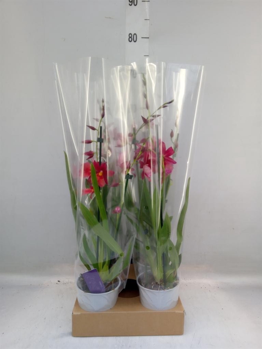 <h4>Burrageara 'Nelly Isler'</h4>