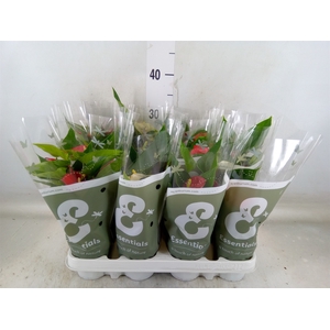 Anthurium   ...mix 4