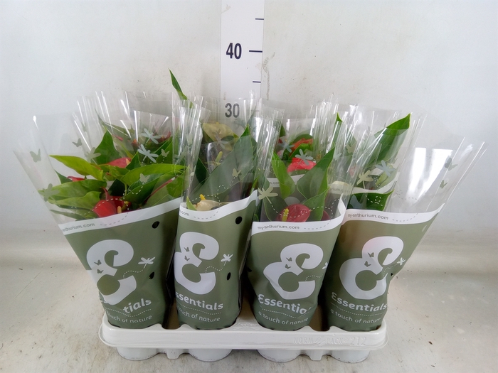 <h4>Anthurium   ...mix 4</h4>