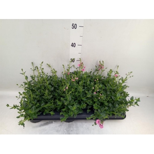 Diascia  'FlyColors Trail Antiq Ro'