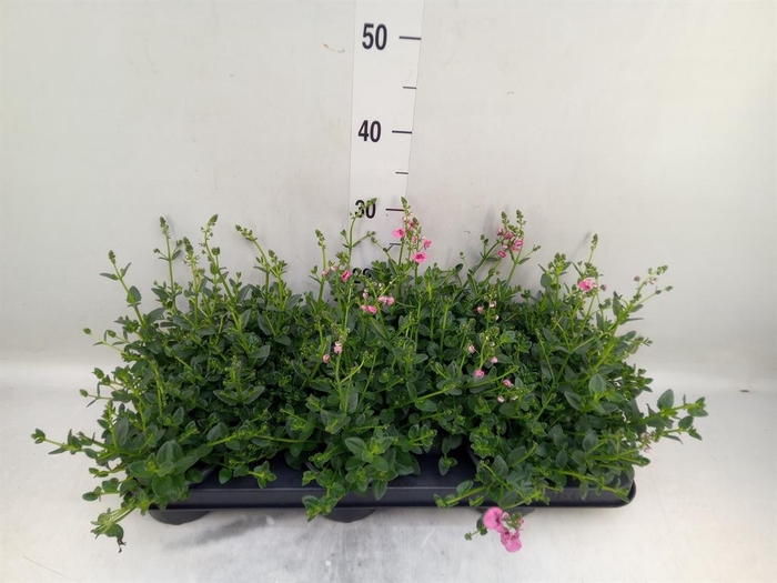 <h4>Diascia  'FlyColors Trail Antiq Ro'</h4>