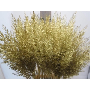 Calamagrostis Brachy Goud