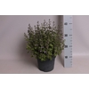 vaste planten 19 cm  Calamintha nepeta Marvelette Blue