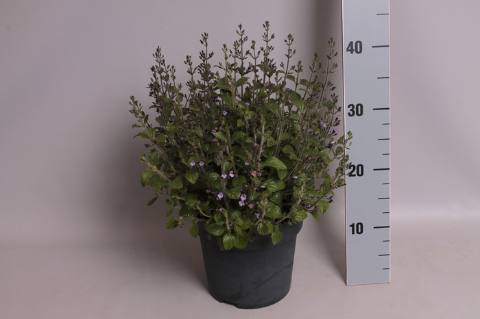 vaste planten 19 cm  Calamintha nepeta Marvelette Blue