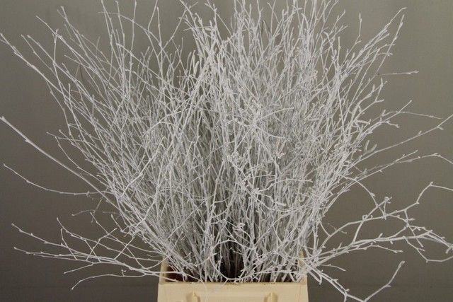 <h4>Betula paint white</h4>