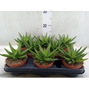 Aloe  'Safari Thiba'
