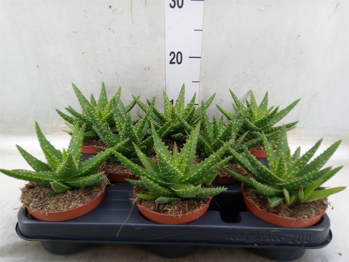 <h4>Aloe  'Safari Thiba'</h4>