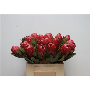 Protea Red Sensation