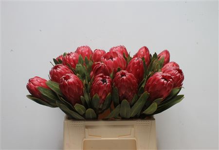 <h4>Protea Red Sensation</h4>