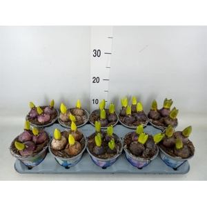 Hyacinthus orie.   ...mix 5