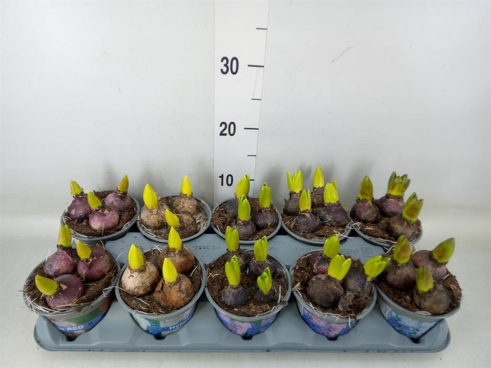 <h4>Hyacinthus orie.   ...mix 5</h4>