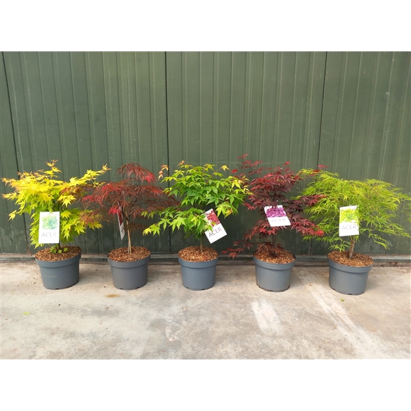 <h4>Acer palmatum mix C10</h4>