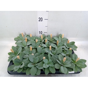 Senecio cephal. 'Mountain Fire'