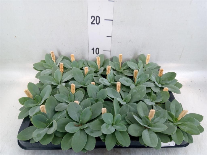 <h4>Senecio cephal. 'Mountain Fire'</h4>