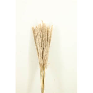 Dried Blady Grass Natural Bunch