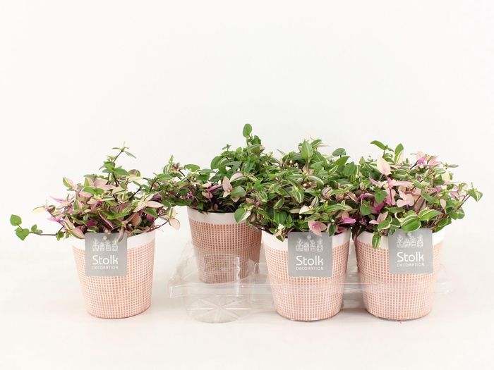 <h4>Trad Quadricolor Keramiek Terracotta</h4>