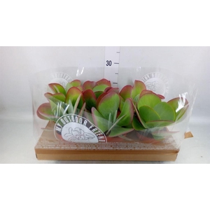 Kalanchoe NF thyrsiflora