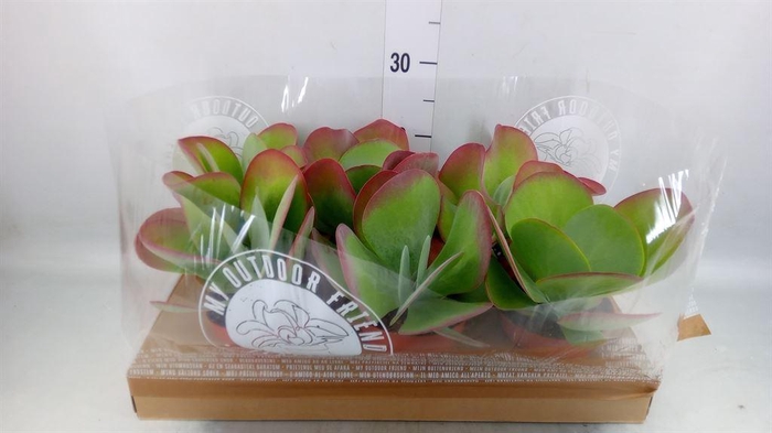 <h4>Kalanchoe NF thyrsiflora</h4>