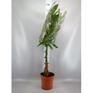 Pachira aquatica