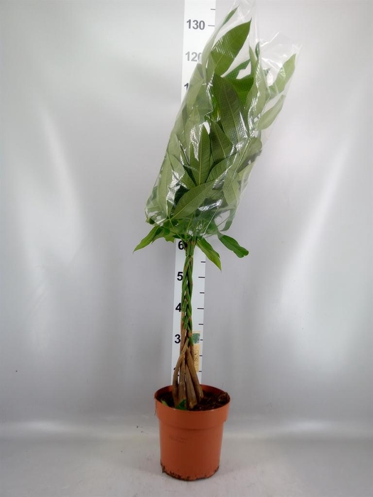 <h4>Pachira aquatica</h4>