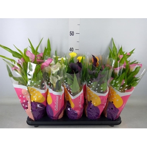 Zantedeschia   ...mix