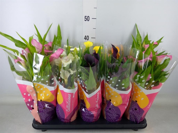 <h4>Zantedeschia   ...mix</h4>