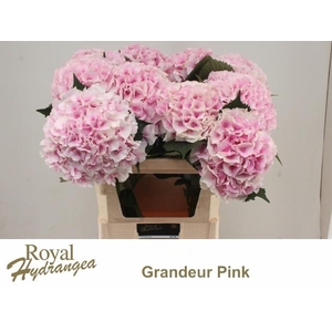 HYDR M ROYAL GRANDEU