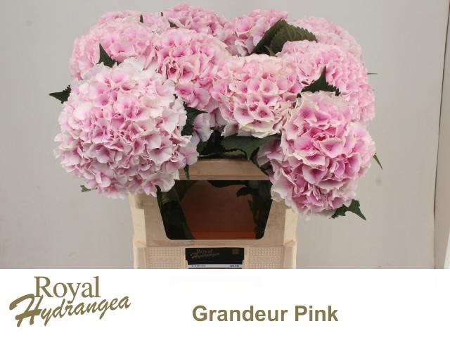 <h4>HYDR M ROYAL GRANDEU</h4>