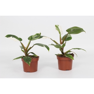 Philodendron   ...