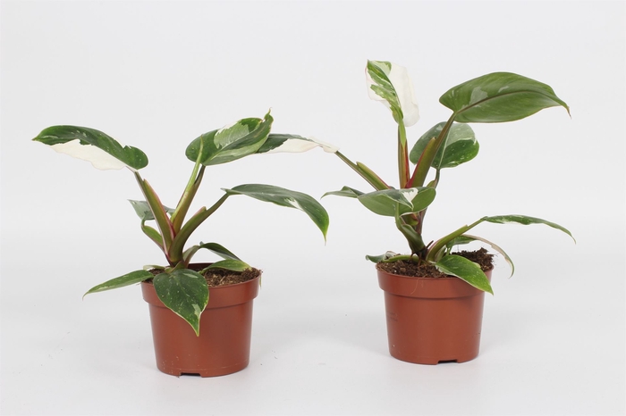 <h4>Philodendron   ...</h4>