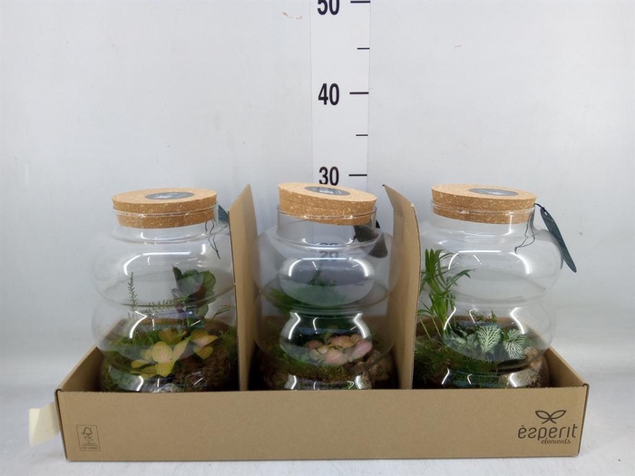 <h4>Arr.    Planten  H%</h4>