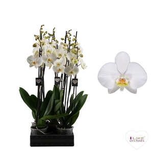 Phalaenopsis Leeds - 4 tak 70cm