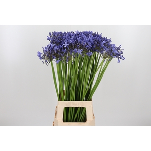 Agapanthus Donau