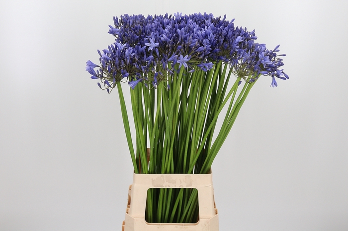 <h4>Agapanthus Donau</h4>