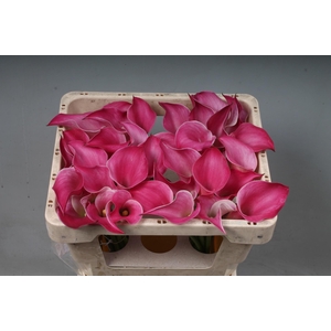 ZANT PINK JEWEL