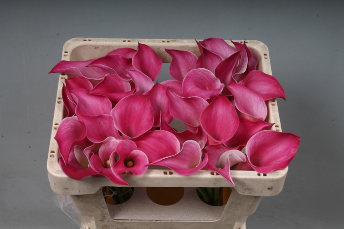 <h4>ZANT PINK JEWEL</h4>