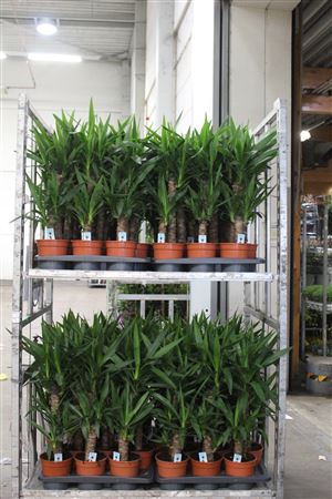 <h4>Yucca 45-20 Cm</h4>