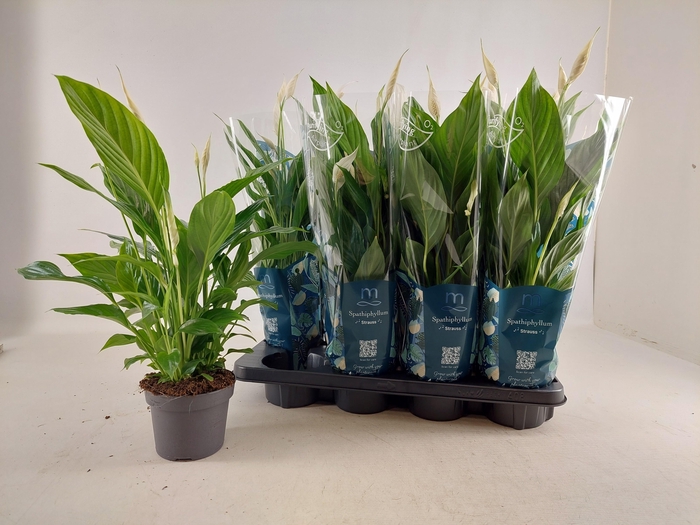 <h4>SPATH STRAUSS</h4>