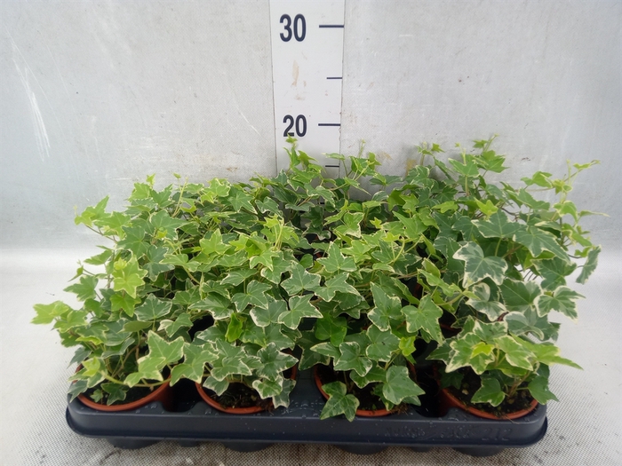 <h4>Hedera helix 'White Wonder'</h4>