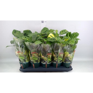 Maranta leuc. 'Fiesta'