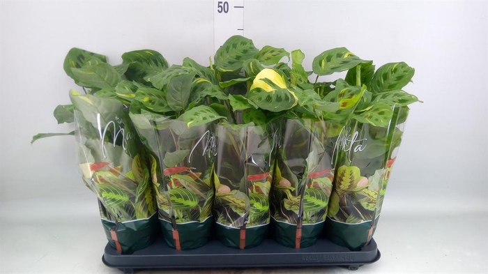 <h4>Maranta leuc. 'Fiesta'</h4>