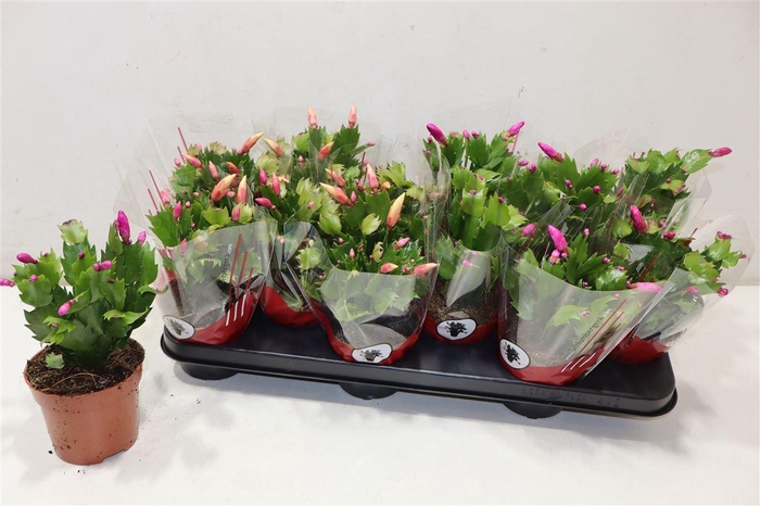 <h4>Schlumb Ov Gem 2 Kl</h4>