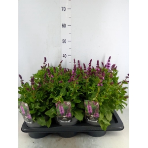 Salvia sylvestris 'Rose Marvel'