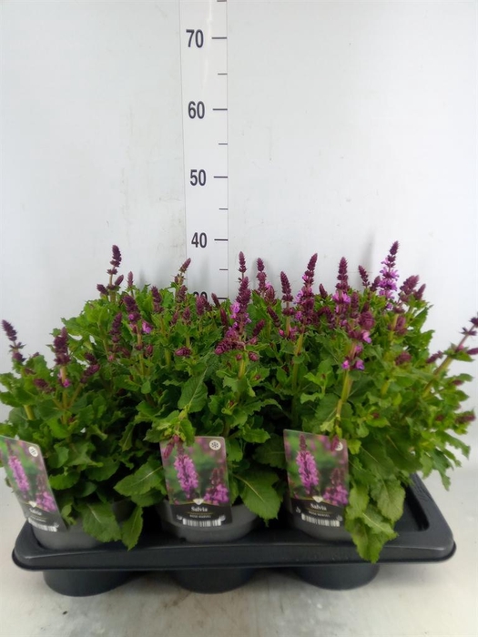 <h4>Salvia sylvestris 'Rose Marvel'</h4>