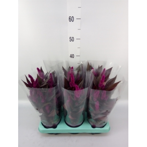 Celosia spic. 'Mystic Shades'